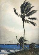 Winslow Homer Palm Tree,Nassau (mk44) oil painting artist